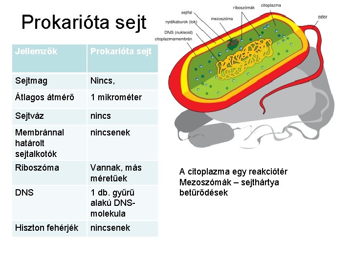 Prokarióta sejt Jellemzők Prokarióta sejt Sejtmag Nincs, Átlagos átmérő 1 mikrométer Sejtváz nincs Membránnal