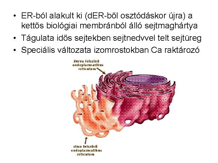  • ER-ból alakult ki (d. ER-ből osztódáskor újra) a kettős biológiai membránból álló