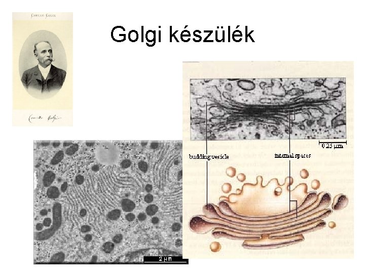 Golgi készülék 
