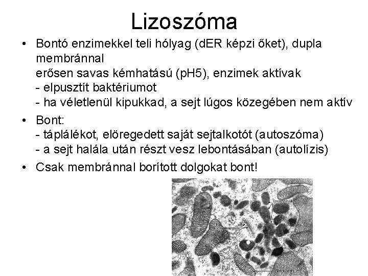Lizoszóma • Bontó enzimekkel teli hólyag (d. ER képzi őket), dupla membránnal erősen savas