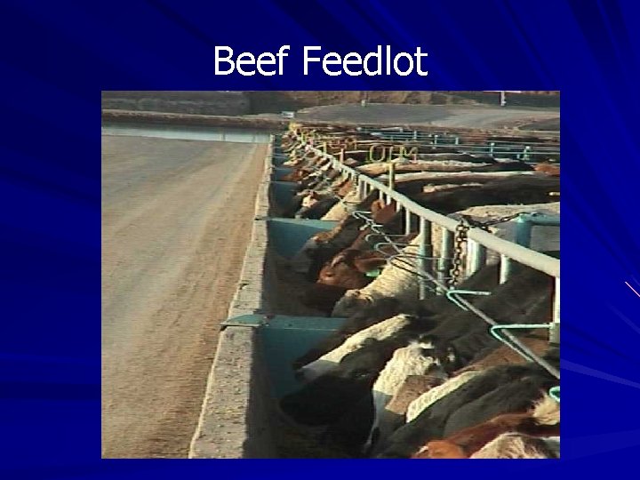 Beef Feedlot Beef Feedlot
