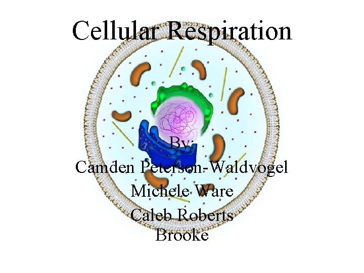 Cellular Respiration By: Camden Peterson-Waldvogel Michele Ware Caleb Roberts Brooke 