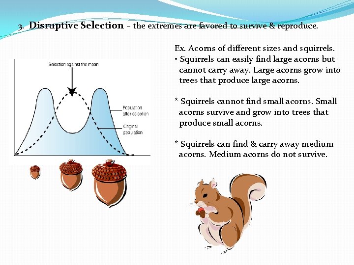 3. Disruptive Selection – the extremes are favored to survive & reproduce. Ex. Acorns
