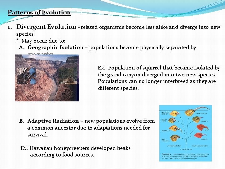 Patterns of Evolution 1. Divergent Evolution –related organisms become less alike and diverge into