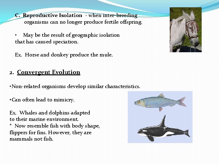 C. Reproductive Isolation - when inter-breeding organisms can no longer produce fertile offspring. •