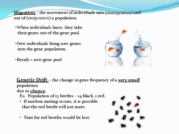 Migration – the movement of individuals into (immigration) and out of (emigration) a population.