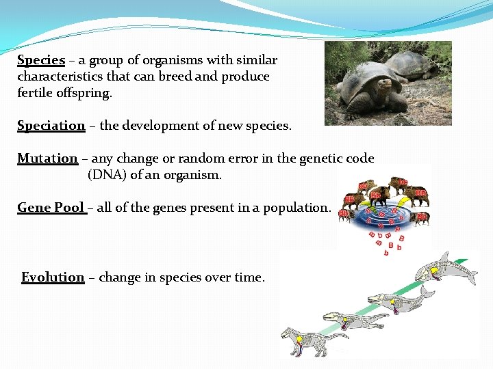 Species – a group of organisms with similar characteristics that can breed and produce