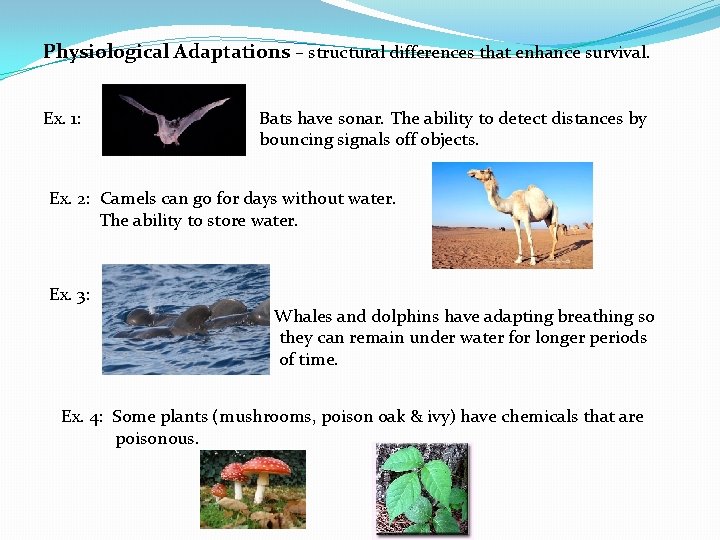 Physiological Adaptations – structural differences that enhance survival. Ex. 1: Bats have sonar. The