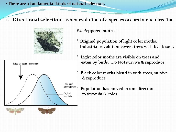  • There are 3 fundamental kinds of natural selection. 1. Directional selection –