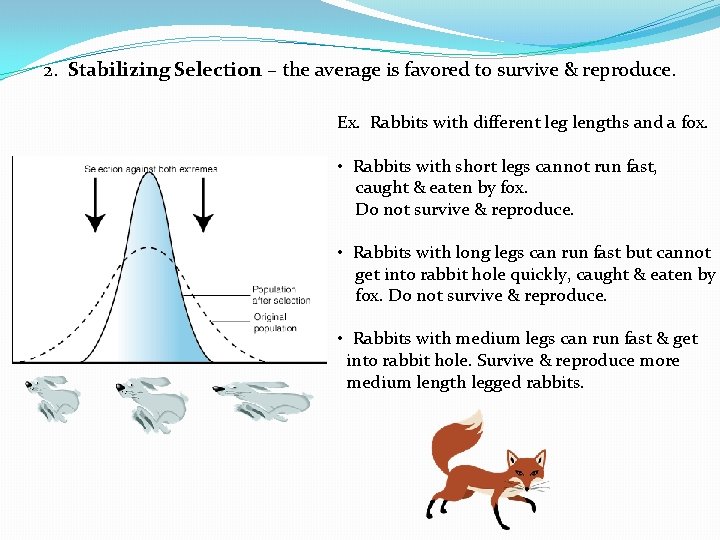 2. Stabilizing Selection – the average is favored to survive & reproduce. Ex. Rabbits
