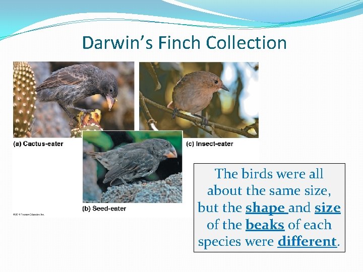 Darwin’s Finch Collection The birds were all about the same size, but the shape Darwin’s Finch Collection The birds were all about the same size, but the shape