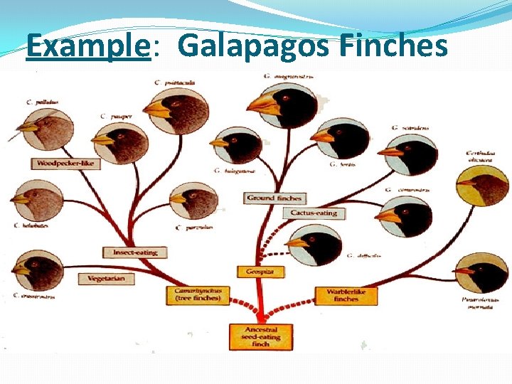 Example: Galapagos Finches Darwin proposed that all the finch species were descended from one Example: Galapagos Finches Darwin proposed that all the finch species were descended from one