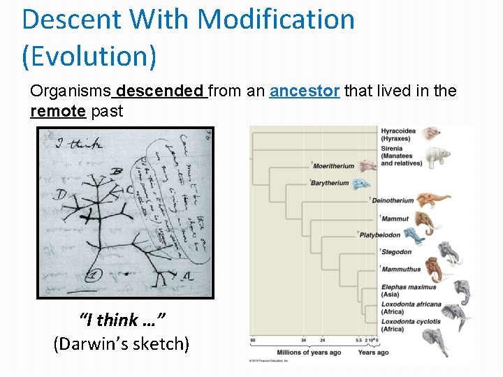 Descent With Modification (Evolution) Organisms descended from an ancestor that lived in the remote Descent With Modification (Evolution) Organisms descended from an ancestor that lived in the remote
