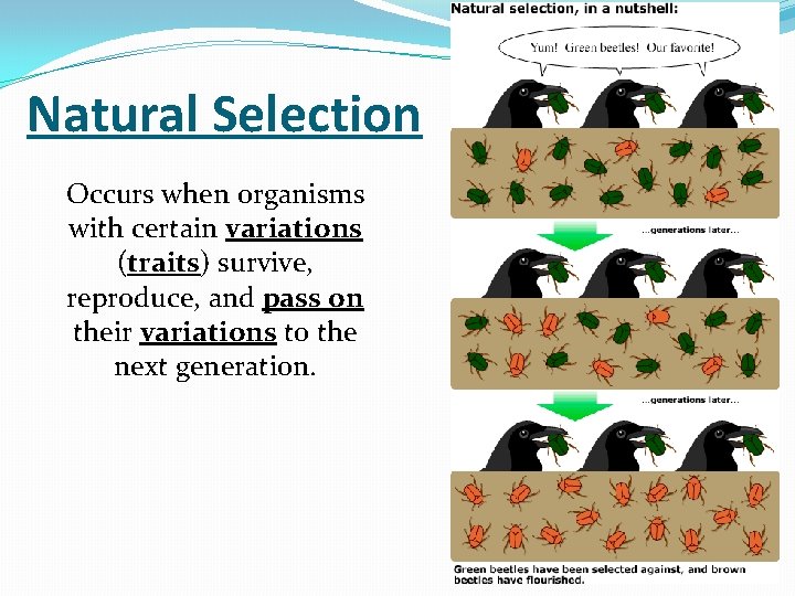 Natural Selection Occurs when organisms with certain variations (traits) survive, reproduce, and pass on Natural Selection Occurs when organisms with certain variations (traits) survive, reproduce, and pass on