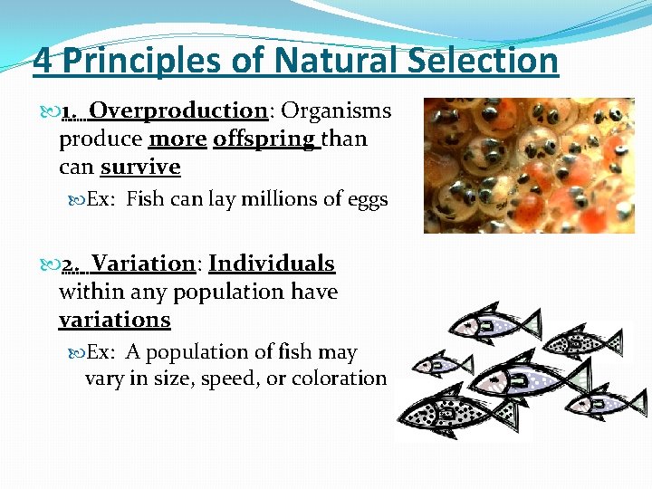 4 Principles of Natural Selection 1. Overproduction: Organisms produce more offspring than can survive 4 Principles of Natural Selection 1. Overproduction: Organisms produce more offspring than can survive