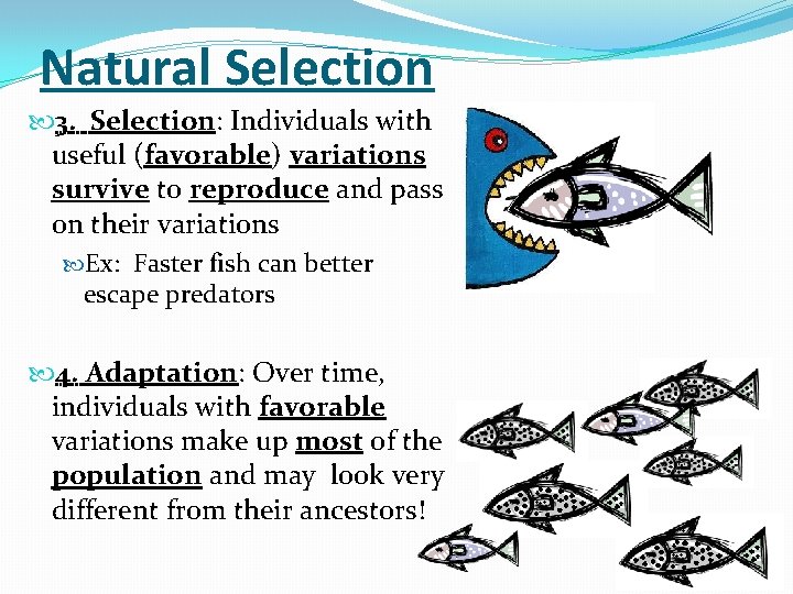 Natural Selection 3. Selection: Individuals with useful (favorable) variations survive to reproduce and pass Natural Selection 3. Selection: Individuals with useful (favorable) variations survive to reproduce and pass
