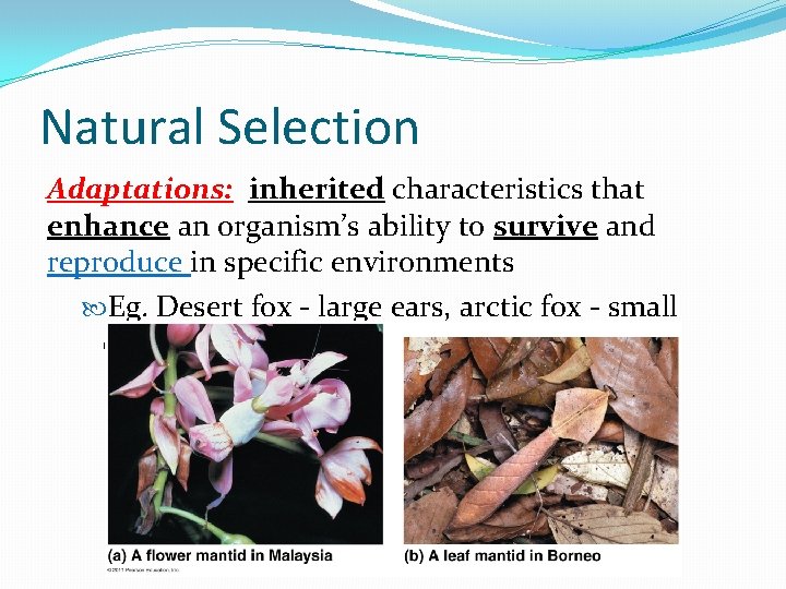 Natural Selection Adaptations: inherited characteristics that enhance an organism’s ability to survive and reproduce Natural Selection Adaptations: inherited characteristics that enhance an organism’s ability to survive and reproduce