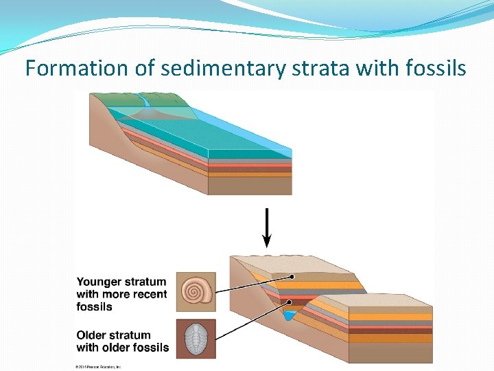 Formation of sedimentary strata with fossils Formation of sedimentary strata with fossils