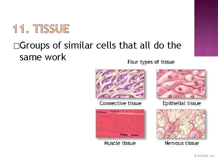 �Groups of similar cells that all do the same work 