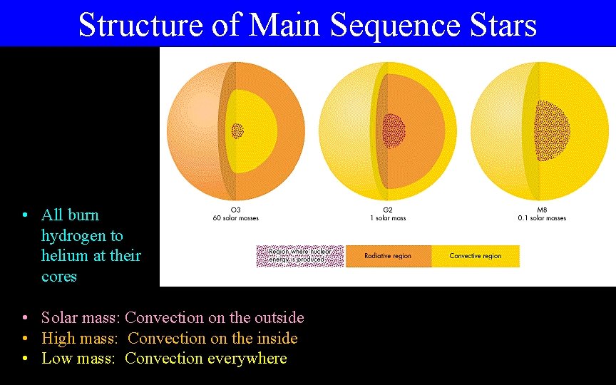 Structure of Main Sequence Stars • All burn hydrogen to helium at their cores