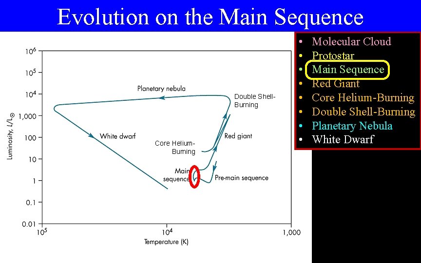 Evolution on the Main Sequence Double Shell. Burning Core Helium. Burning • • Molecular
