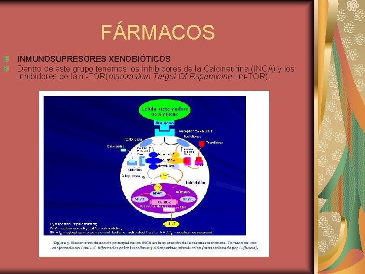FÁRMACOS INMUNOSUPRESORES XENOBIÓTICOS Dentro de este grupo tenemos los Inhibidores de la Calcineurina (INCA)