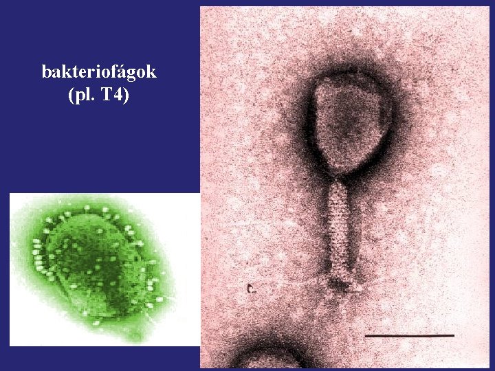 bakteriofágok (pl. T 4) 