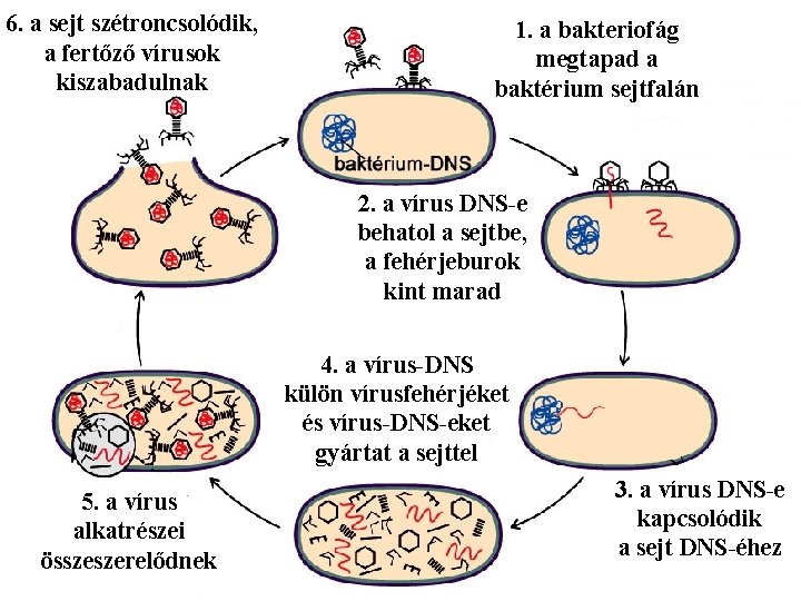 6. a sejt szétroncsolódik, a fertőző vírusok kiszabadulnak 1. a bakteriofág megtapad a baktérium