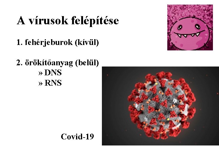 A vírusok felépítése 1. fehérjeburok (kívül) 2. örökítőanyag (belül) » DNS » RNS Covid-19