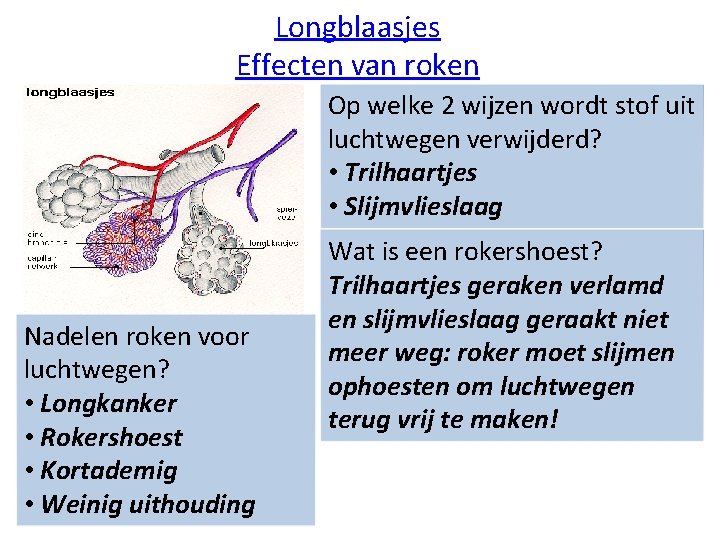 Verschillen tussen in en uitgeademde lucht Ingeademde lucht