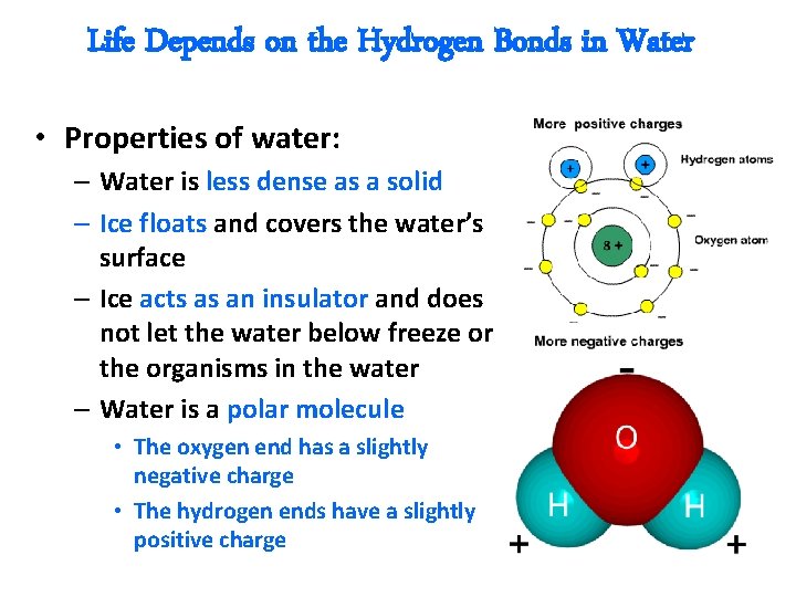 Life Depends on the Hydrogen Bonds in Water • Properties of water: – Water