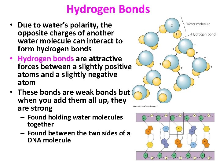 Hydrogen Bonds • Due to water’s polarity, the opposite charges of another water molecule