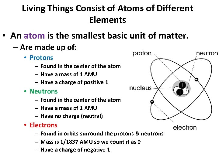 Living Things Consist of Atoms of Different Elements • An atom is the smallest