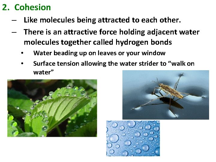 2. Cohesion – Like molecules being attracted to each other. – There is an