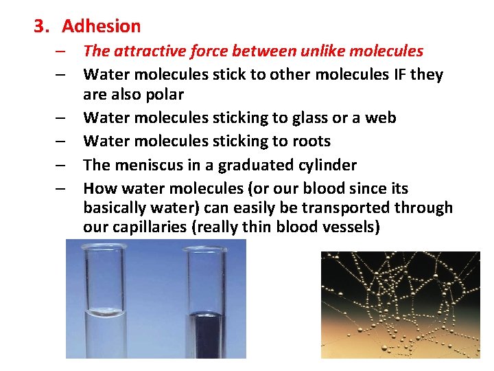 3. Adhesion – The attractive force between unlike molecules – Water molecules stick to