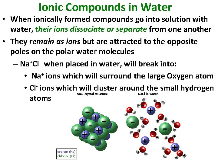 Ionic Compounds in Water • When ionically formed compounds go into solution with water,
