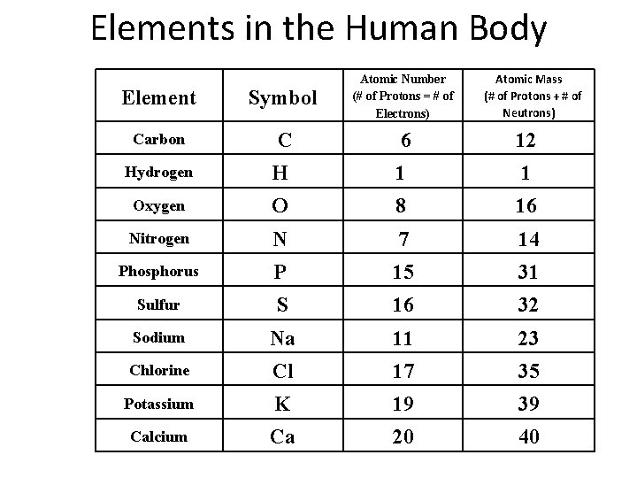 Elements in the Human Body Atomic Mass (# of Protons + # of Neutrons)