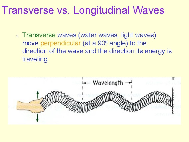 Transverse vs. Longitudinal Waves Transverse waves (water waves, light waves) move perpendicular (at a