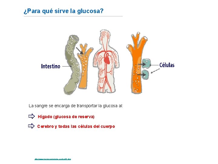 ¿Para qué sirve la glucosa? La sangre se encarga de transportar la glucosa al: