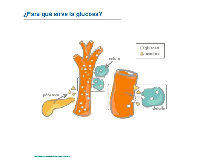 ¿Para qué sirve la glucosa? Fuente: http: //www. fundaciondiabetes. org/box 02. htm 