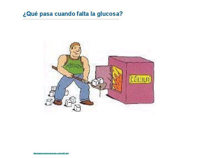 ¿Qué pasa cuando falta la glucosa? Fuente: http: //www. fundaciondiabetes. org/box 02. htm 