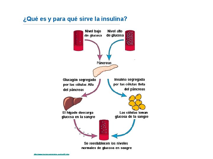 ¿Qué es y para qué sirve la insulina? Fuente: http: //www. fundaciondiabetes. org/box 02.