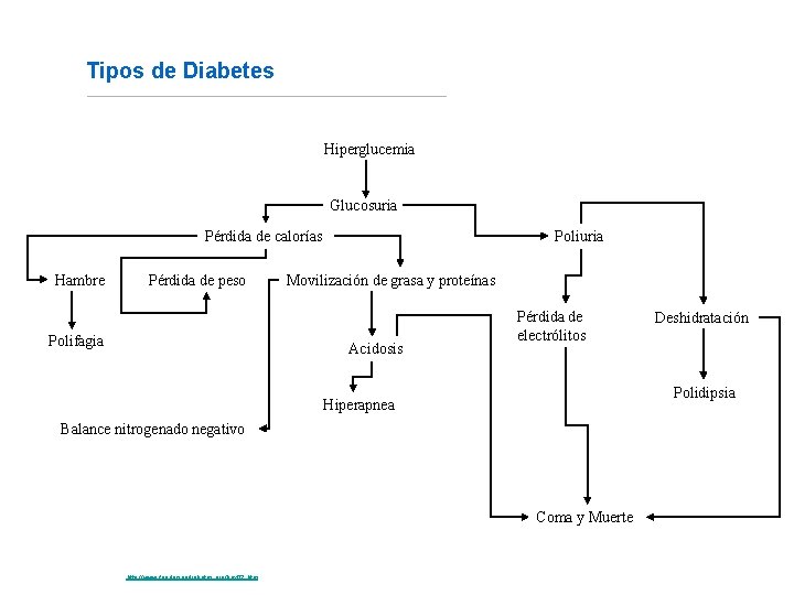 Tipos de Diabetes Hiperglucemia Glucosuria Pérdida de calorías Hambre Pérdida de peso Polifagia Poliuria