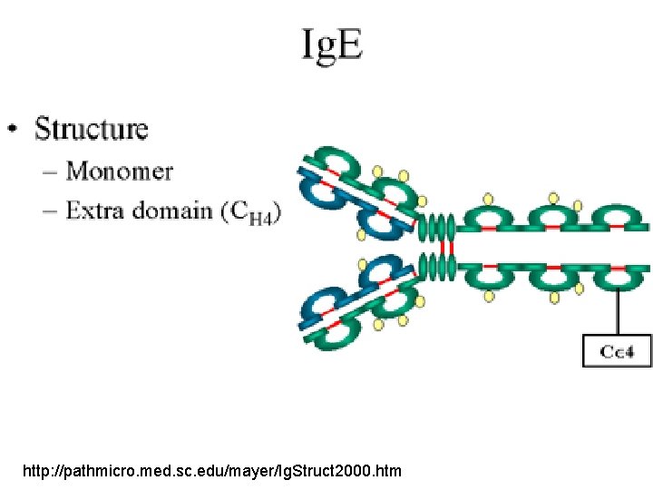 http: //pathmicro. med. sc. edu/mayer/Ig. Struct 2000. htm http: //pathmicro. med. sc. edu/mayer/Ig. Struct 2000. htm