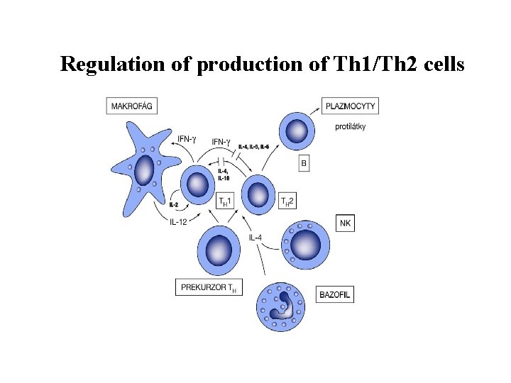 Regulation of production of Th 1/Th 2 cells Regulation of production of Th 1/Th 2 cells