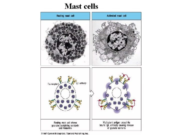 Mast cells Mast cells