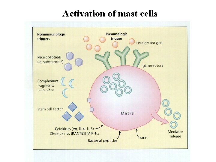 Activation of mast cells Activation of mast cells
