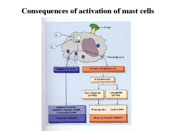 Consequences of activation of mast cells Consequences of activation of mast cells