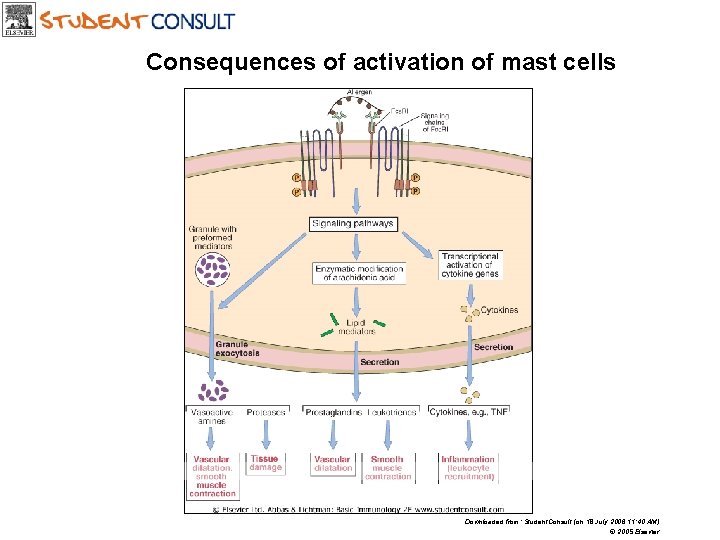 Consequences of activation of mast cells Downloaded from: Student. Consult (on 18 July 2006 Consequences of activation of mast cells Downloaded from: Student. Consult (on 18 July 2006