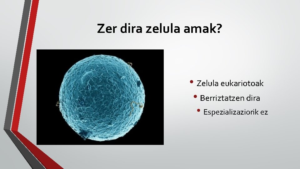 Zer dira zelula amak? • Zelula eukariotoak • Berriztatzen dira • Espezializaziorik ez 